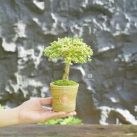 ราคา ♥︎ | บอนไซ เพรมน่าไต้หวันใบด่าง ((พร้อมส่ง✅)) มีวิธีการดูแล+ปุ๋ย ✨แถมไปให้ค่ะ〰️ (44309569872)