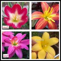 ราคา บัวดินคละ4สี4หัว(ขนาดหัวให้ดอก) บัวดินสีส้ม บัวดินสีชมพู บัวดินสีเหลือง บัวดินสีแดง หัวบัวดิน ไม้คลุมดิน (9877900578)