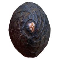 ราคา เบี้ยแก้ หลวงปู่บุญ วัดกลางบางแก้ว เครื่องราง (29554810651)