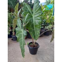 ราคา ต้นพญาจงอาง ว่านพญาจงอาง 200 บาท (15455785635)