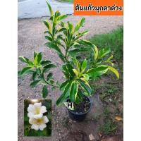 ราคา ต้นแก้วมุกดาด่าง แก้วมุกดาด่าง(กระถาง สูง 70 ซม-1 เมตร ) (41664868597)