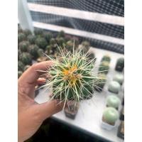 ราคา แคคตัส ถังทอง (Golden barrel cactus / Echinocactus grusonii) กระบองเพชร (9985944973)