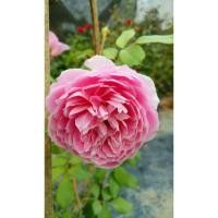 ราคา กุหลาบเลื้อย ดอกสีชมพู สวยมาก (8532445630)