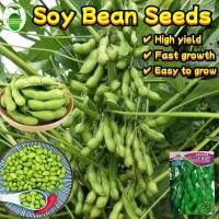 ราคา เมล็ดพันธุ์ ถั่วแระญี่ปุ่น บรรจุ 20 เมล็ด Edamame Seeds Soybean Organic Vegetable Seeds เอดามาเมะ เมล็ดถั่วแระญี่ปุ่น (27882669697)