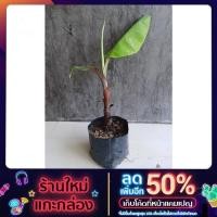 ราคา ต้นกล้วยนาก ขนาด 20-50cm. (11847977777)