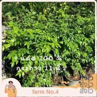 ราคา (ส่งไว) ต้นโมก ดอกสีขาว ไม้รั้ว แดดจัด100% กระถาง 11 นิ้ว (24367647184)