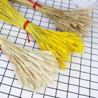 ราคา หูข้าวสาลีธรรมชาติของตกแต่งแห้งตกแต่งบ้านอุปกรณ์ถ่ายภาพแห้งธรรมชาติ (27462920714)