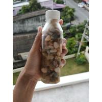 ราคา หอยเสียบดองน้ำปลากวน ขนาด250กรัมรสชาติอร่อย เนื้อหอยเต็มฝาทุกตัว (4092486260)