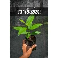 ราคา ต้นเถาเอ็นอ่อน เพาะเมล็ด ต้นสวย รากเดินเต็ม อยากลงดินแล้ว (10418055404)