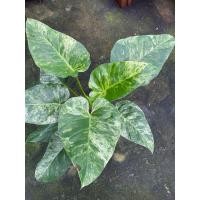 ราคา Philodendron giganteum (Variegated) ฟิโลเดนดรอนหูช้างด่างขาว (23131740151)