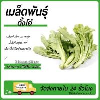 ราคา 2000 เมล็ด เมล็ดพันธุ์ตั้งโอ๋ตั้งโอ๋ญี่ปุ่นงอกง่ายโตไว ใบดกทำอาหารอร่อย (26274678646)