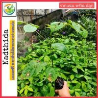 ราคา ต้นเพกา พร้อมปลูก เพกาลิ้นฟ้า เพกา ต้นไม้ตาย ระหว่างขนส่ง เคลมฟรี (10845012600)