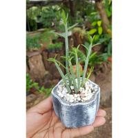 ราคา ยูโฟเบีย หรือไผ่ทะเลทราย (7166238842)