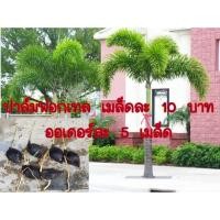 ราคา เมล็ดงอก เมล็ดปาล์มหางกระรอก ปาล์มฟอกเทล เมล็ดละ 10 บาท ออเดอร์ละ 5 เมล็ด มีของแถมทุกรายการ (7151725919)