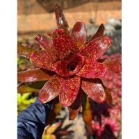 ราคา สับปะรดสี(Bromeliad ) Neo.Tiger hybrid (24961836657)
