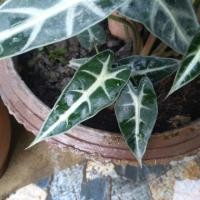 ราคา ไม้มงคล/ไม้ประดับ ต้นหัวใจราหู (แก้วสารพัดนึก) (1851485585)