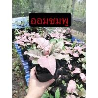 ราคา ต้นออม​ชมพู​ ต้นใหญ่​ ทรงสวย​ ออมชมพู​ ไม้ฟอกอากาศ​ ไม้มงคล​ ต้นไม้​ประดับ​ (19334137587)