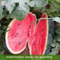 ราคา ปลูกง่าย เมล็ดพันธุ์ แตงโมดำ บรรจุ 10เมล็ด Giant Black Beauty Watermelon Seeds Fruit Seeds คุณภาพดี ราคาถูก ของแท้ (28006692033)