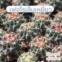 ราคา แคคตัส เฟอโรเล็บเหยี่ยว ขนาด 6 cm ส่งล้างราก (21523459962)