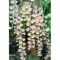 ราคา สายน้ำผึ้งลาวติดขอนธรรมชาติ กล้วยไม้ป่าหายากน่าสะสม ติดขอนเป็นพุ่มใหญ่มาก รากเดินแน่นเต็มขอน ฟรี! เอื้องผึ้งติดขอน 1 ไม้ (10841457656)