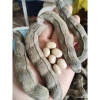 ราคา ถั่วครก ถั่วขอ ขายเมล็ดพันธุ์1ชุด50บาทบรรจุ25เมล็ด (24011229241)