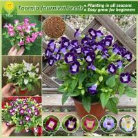 ราคา เมล็ดพันธุ์ แววมยุรา เมล็ดแววมยุรา ทอเรเนีย บรรจุ 200 เมล็ด Torenia Flower Seed บอนสี เมล็ดดอกไม้ บอนไซ ต้นไม้ฟอกอากาศ (26710415156)
