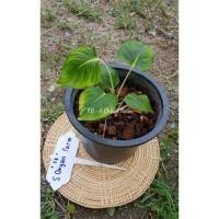 ราคา เสน่ห์จันทร์ขาวกลายไม้มงคล (8550736364)