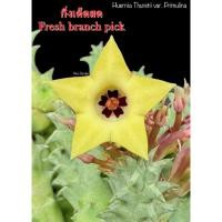 ราคา เก๋งจีน Huernia Thuretii var. Primulina *กิ่งเด็ดสด* แคคตัส ไม้อวบน้ำ Cactus and Succulent (28062233479)