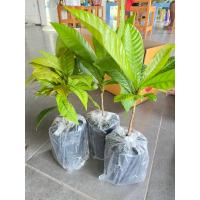 ราคา ต้นจิกเศรษฐีสูง15-20ซม.สั่งขั้นต่ำ2-3ต้นคละต้นอื่นได้ (23766260453)