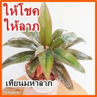 ราคา ต้นเทียนมหาลาภ เรียกโชคลาภให้ร้านค้าพร้อมกระถาง3นิ้ว ต้นไม้มงคลจิ๋ว ฟอร์มมินิมอล (21378745223)