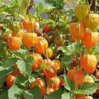 ราคา เคพกูสเบอร์รี่ physalis peruviana cape gooseberry 30 เมล็ด (4394650084)