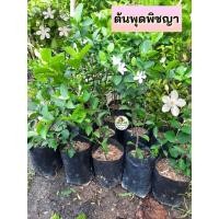 ราคา ต้นพุดพิชญา พุดพิชญา (29030174236)