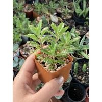 ราคา คารันโชเศรษฐีพันล้าน ส่งทั้งกระถาง 4 ต้น (6453922188)