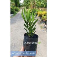ราคา ต้นสนใบพาย ขนาดถุง 2 นิ้ว (ขั้นต่ำ3ต้น) (17903181317)