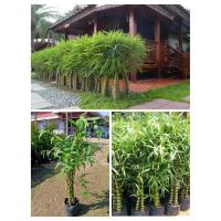 ราคา ต้นไผ่น้ำเต้า 1 ต้น 159 บาท (24891405952)