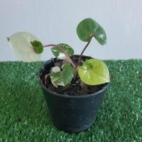 ราคา ต้นบอนสี เศรษฐีพันล้าน (5548968362)