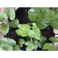 ราคา ต้นพันธุ์มันหวานญี่ปุ่นจำนวน2ต้น/ถุง พันธุ์เบนิฮารุกะนำเข้าจากญี่ปุ่น100% (6144197919)