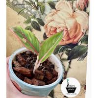 ราคา ต้นแสงเงินแสงทอง Aglaonema commutatum (3297115084)