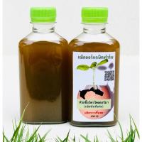 ราคา ไตรโคเดอร์มา Trichoderma เชื้อราไตรโคเดอร์มา กำจัดโรคเชื้อรา หัวเชื้อไตรโคเดอร์มา เข้มข้นพิเศษ 200 cc. (10414330848)