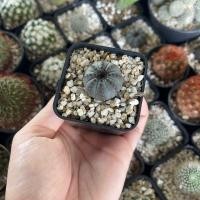 ราคา เฟเรีย เฟเรียคัสตาเนียไนเทน Frailea castanea v.nitens แคคตัส กระบองเพชร (25452586935)