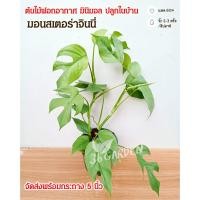 ราคา มอนสเตอร่า จินนี่ มอนสเตอร่าจินนี่ monstera ginny ต้นไม้ฟอกอากาศ ต้นไม้สวยๆ ต้นไม้มงคล ไม้ประดับ จัดส่งพร้อมกระถาง (19908622760)