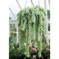 ราคา ต้นรวงข้าวหรือต้นหางกระรอก (11517146069)