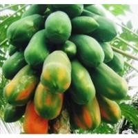 ราคา ต้นกล้า มะละกอฮอลแลนด์ ต้นละ 12บาท ซื้อ 10แถม 2ต้น พร้อมปลูก ส่งแบบห่อตุ้มส่ง (28050167658)