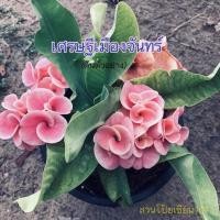 ราคา ต้นโป๊ยเซียน สายพันธุ์ “เศรษฐีเมืองจันทร์” ดอกใหญ่สีชมพู ขอบดอกขาว กระถาง3นิ้ว ส่งทั้งกระถาง (16940220562)