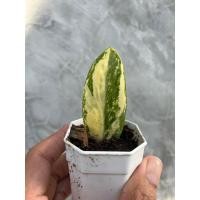 ราคา กวักมรกตด่างรากงอกทุกต้น (26955979794)