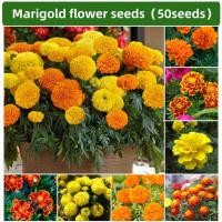 ราคา 50เมล็ด/แพ็ค เมล็ดดาวเรือง - ดาวเรืองฝรั่งเศส | เมล็ดดาวเรืองฝรั่งเศส Naughty Marietta | เมล็ดดอกดาวเรืองยักษ์แอฟริก (27387564171)