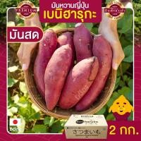 ราคา มันหวานญี่ปุ่น 2kg ฺ Beni Haruka นำเข้าจากญี่ปุ่นแท้ 100% เบนิฮารุกะ ปลูกที่ญี่ปุ่น อิบารากิ สด ใหม่ ส่งฟรี (9511332555)