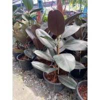 ราคา ต้นยางอินเดียดำ (จำนวน 1 ต้น) สูง 50-80 เซน (23515267659)