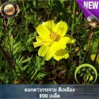 ราคา พันธุ์ดอกไม้ ดอกดาวกระจาย สีเหลือง 260 เมล็ด (3945633793)