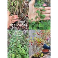 ราคา (รับ1ต้น)(กิ่งปักชำถุง) #เก๋ากี้แดง โกจิเบอร์รี่ ไม้จีน (19786864543)